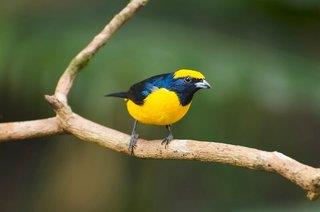 Gefiederte Juwelen - Costa Ricas Vögel
