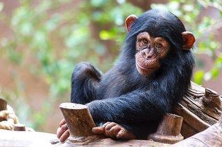 Hotelbild von Loro Bahia Principe Explore San Felipe