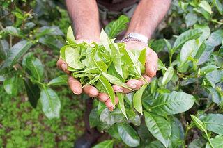 6&nbsp;Tage&nbsp;in&nbsp;Colombo Sri Lanka Classic (Gruppenreise)