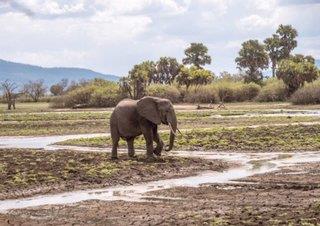 Bild Safari Sansibar//2 Tage Selous Nationalpark
