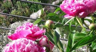 THB_999_H250163