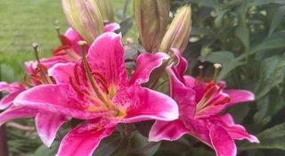 THB_999_H250381