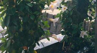 THB_999_H250762